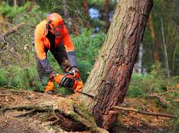 How Our Tree Care Process Works  in  Folly Beach, SC