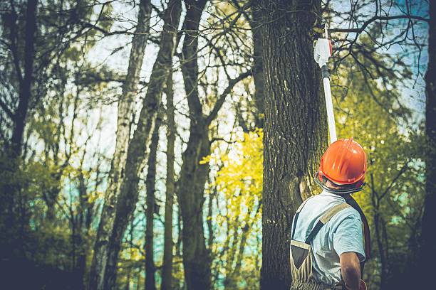 Professional Tree Care in Folly Beach, SC